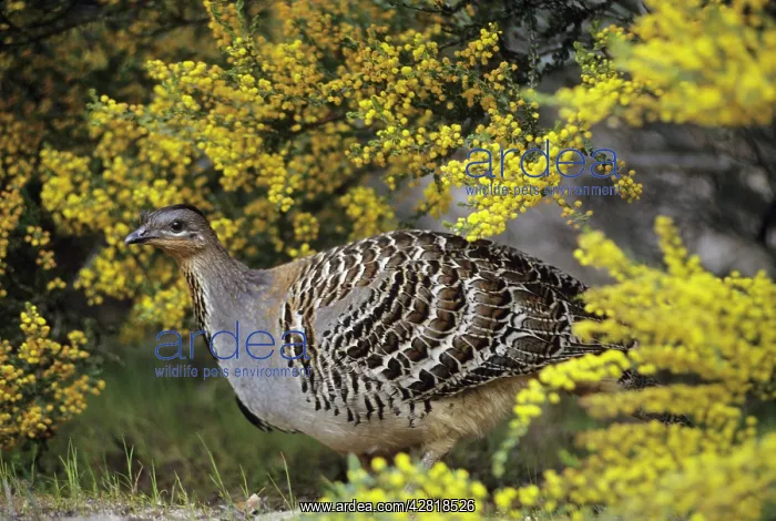 : Malleefowl / Lowan : Malleefowl / Lowan
