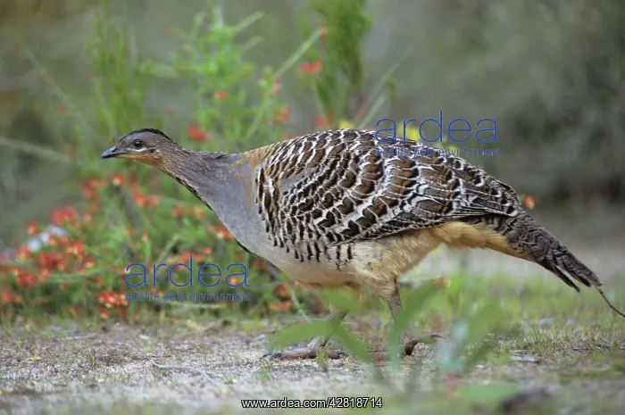 : Malleefowl / Lowan : Malleefowl / Lowan