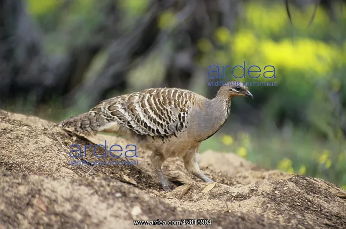 : Malleefowl / Lowan : Malleefowl / Lowan