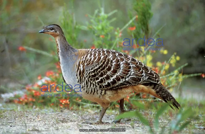 : MALLEEFOWL / LOWAN : MALLEEFOWL / LOWAN