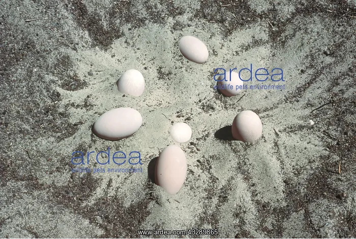 : MALLEEFOWL / LOWAN - eggs on exposed nesting mound : MALLEEFOWL / LOWAN - eggs on exposed nesting mound