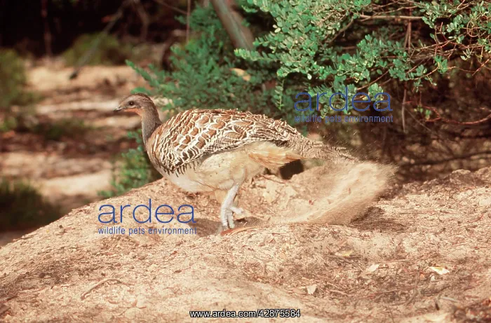 : MALLEEFOWL / LOWAN - male, raking nesting mound : MALLEEFOWL / LOWAN - male, raking nesting mound