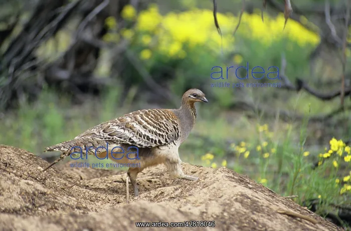 : Malleefowl / Lowan - at nest mound : Malleefowl / Lowan - at nest mound