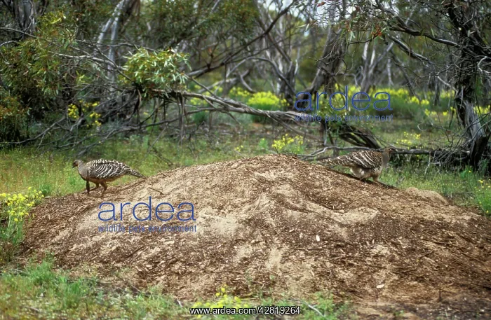 : Malleefowl / Lowan - pair at nest site : Malleefowl / Lowan - pair at nest site