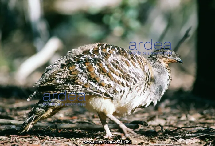 : MALLEEFOWL / LOWAN - side view : MALLEEFOWL / LOWAN - side view
