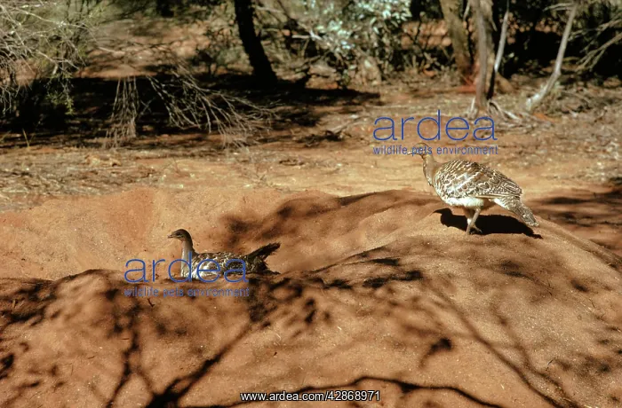 : Malleefowl - Male and female on mound : Malleefowl - Male and female on mound