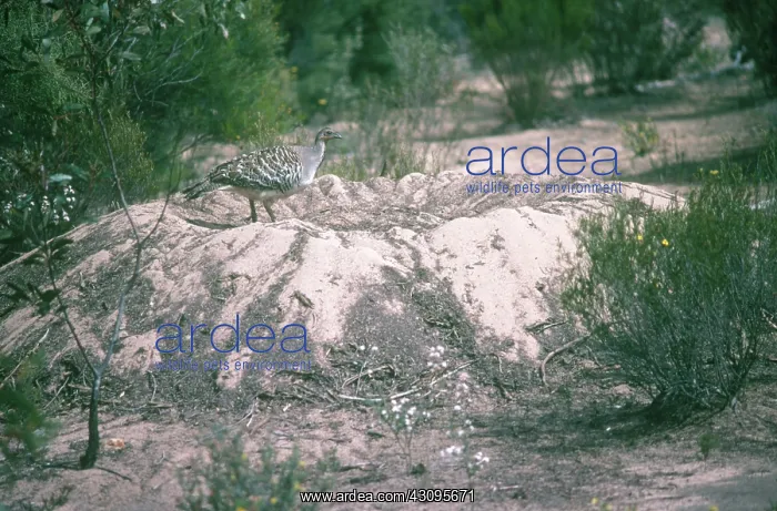 : Malleefowl on Nest : Malleefowl on Nest