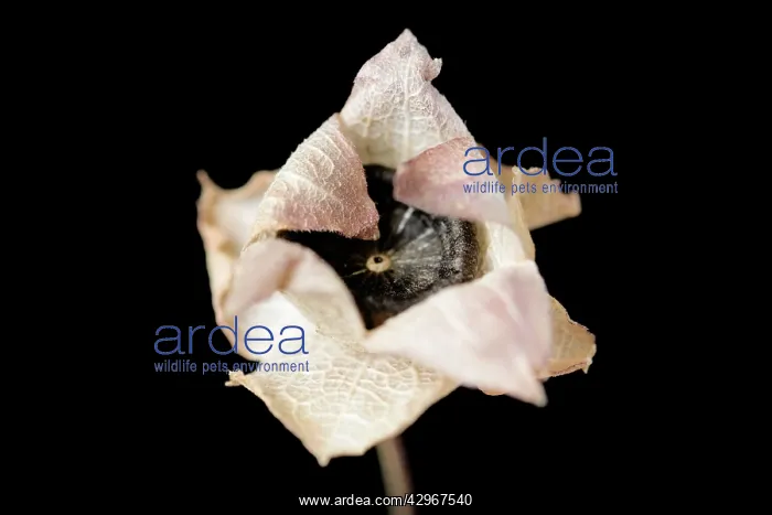 : Mallow, Lavatera : Mallow, Lavatera