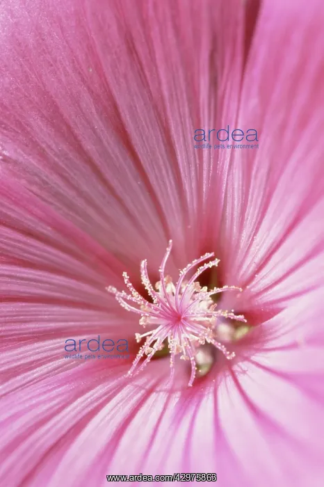 : Mallow, Lavatera trimestris Silver cup : Mallow, Lavatera trimestris Silver cup