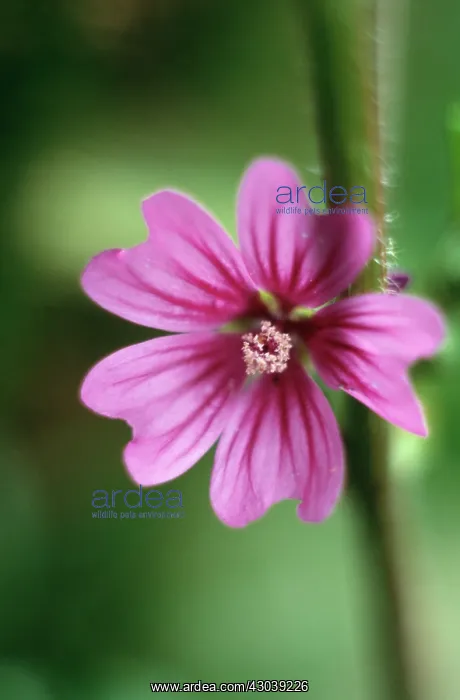 : Mallow, Lavatera : Mallow, Lavatera