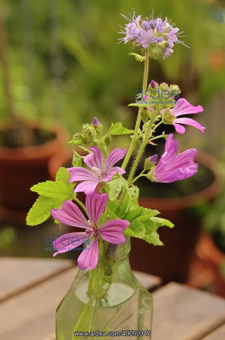 : Mallow. Flowers of Mallow, Malva sylvestris together with another flower : Mallow. Flowers of Mallow, Malva sylvestris together with another flower