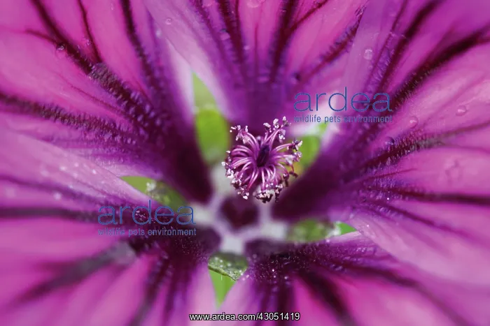 : Mallow, Malva sylvestris : Mallow, Malva sylvestris