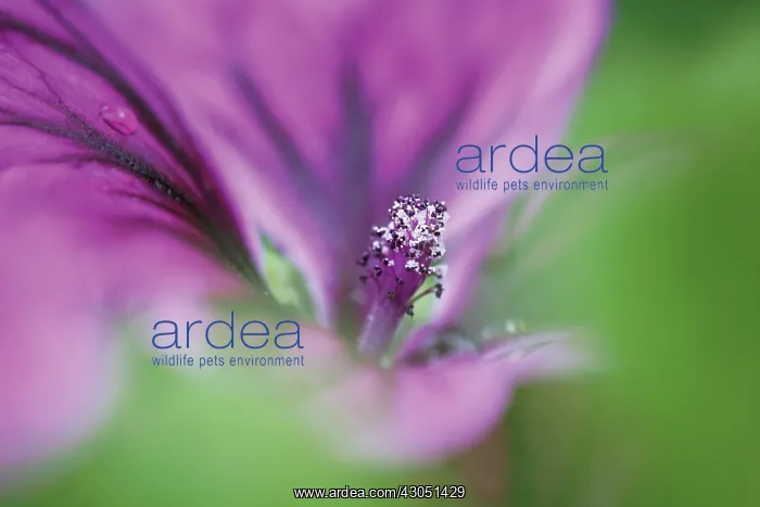: Mallow, Malva sylvestris : Mallow, Malva sylvestris