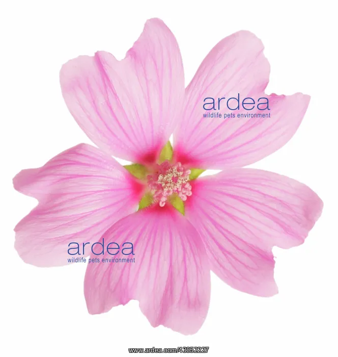 : Mallow, Lavatera Kew Rose : Mallow, Lavatera Kew Rose