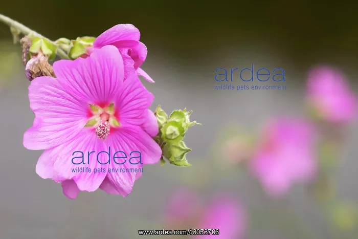 : Mallow. Clustered pink flowers of Mallow : Mallow. Clustered pink flowers of Mallow