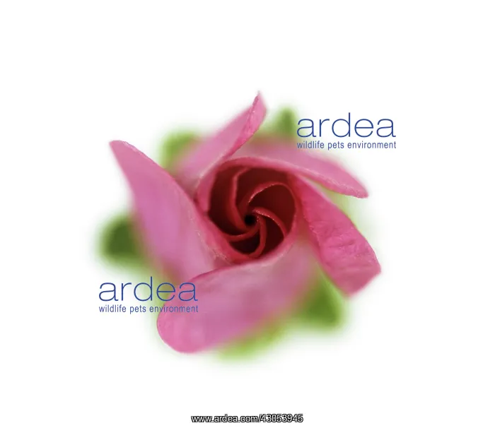 : Mallow, Lavatera : Mallow, Lavatera