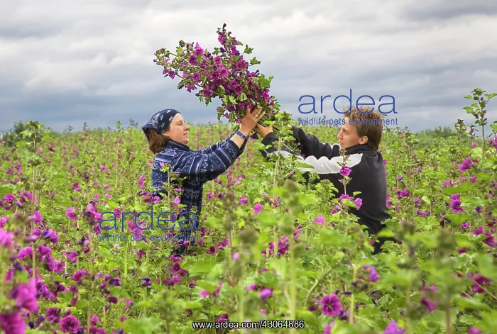 : Mallow, Malva sylvestris : Mallow, Malva sylvestris