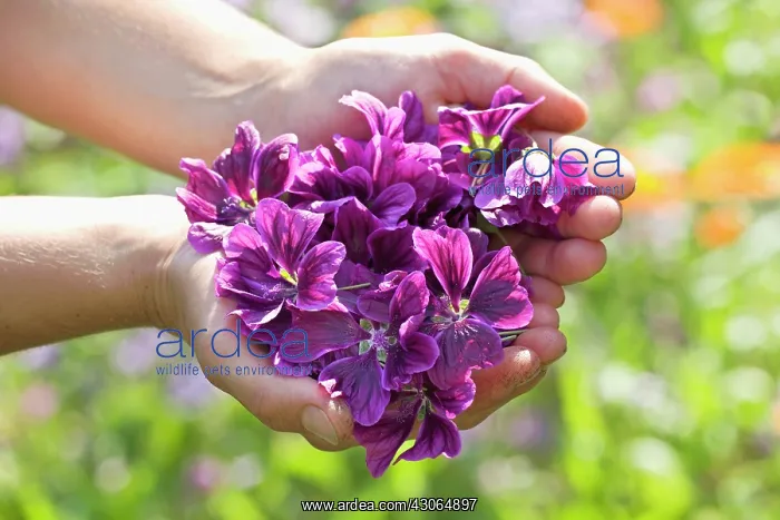 : Mallow, Malva sylvestris : Mallow, Malva sylvestris