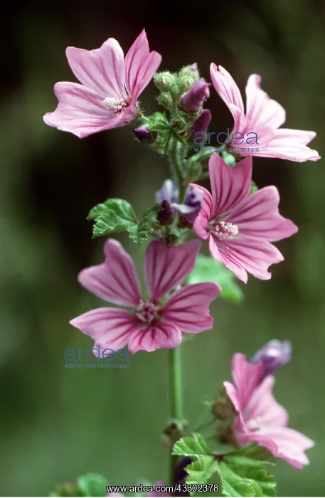 : Mallow : Mallow