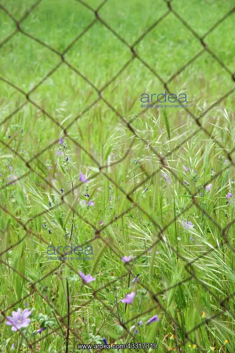 : Mallow, Common Mallow, Malva sylvestris and other : Mallow, Common Mallow, Malva sylvestris and other