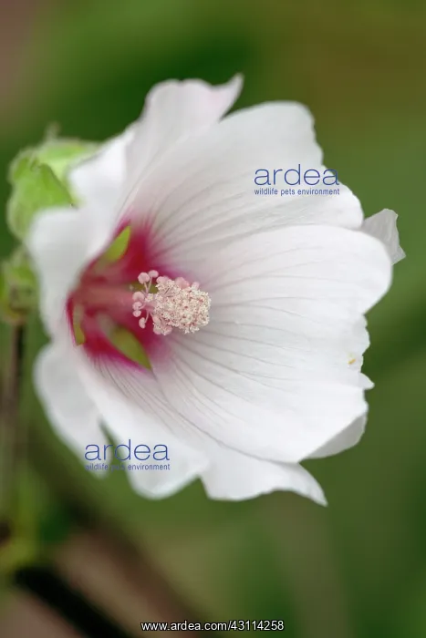 : Mallow, Lavatera Barnsley, Close view of one front : Mallow, Lavatera Barnsley, Close view of one front