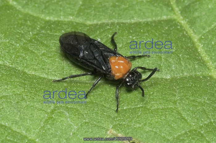 : The mallow sawfly : The mallow sawfly