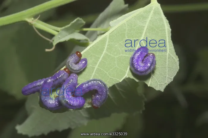 : Mallow sawfly larvae : Mallow sawfly larvae