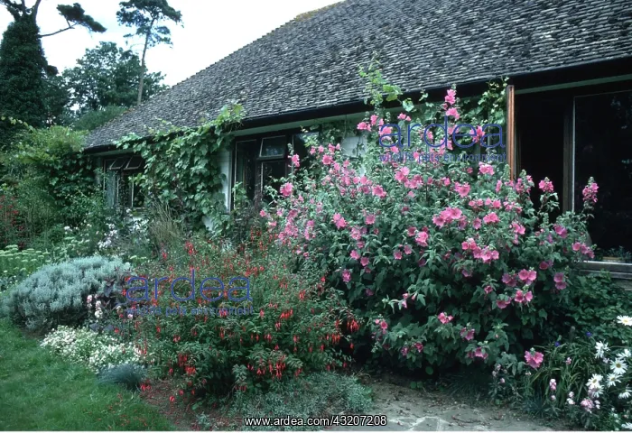  : Mallow Shrub and Fuchsia - in garden