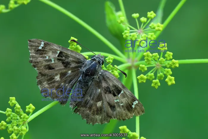  : Mallow Skipper