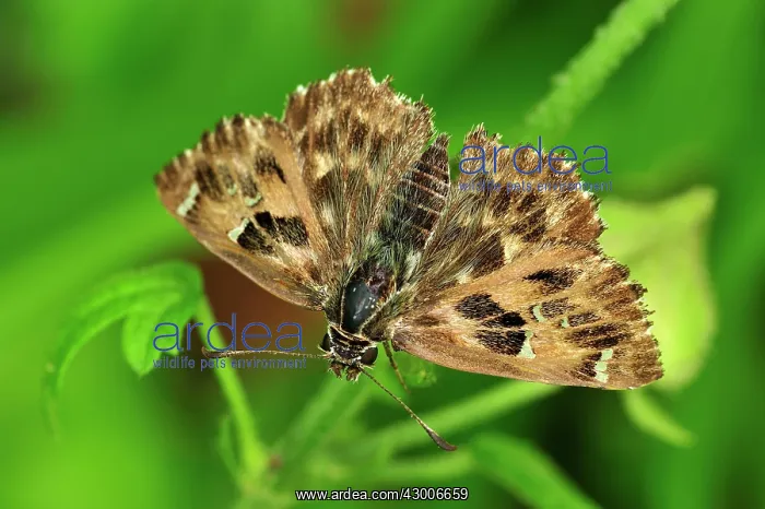  : Mallow Skipper
