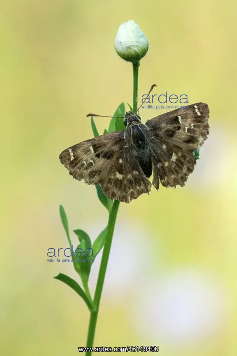 : Mallow Skipper : Mallow Skipper
