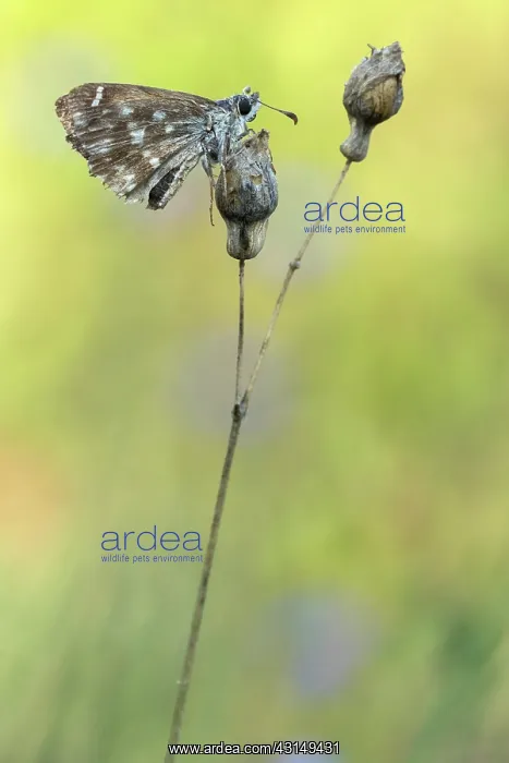 : Mallow Skipper : Mallow Skipper