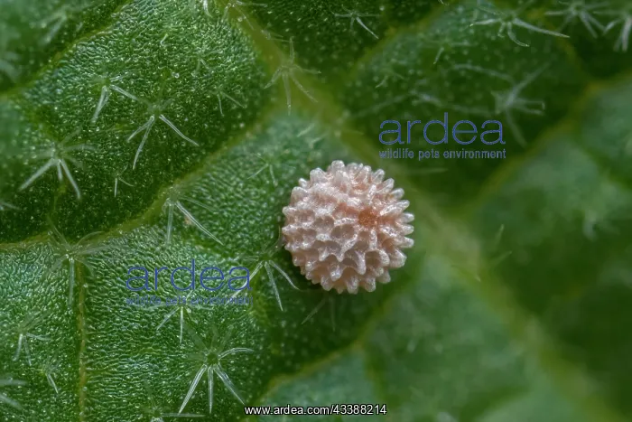 : Mallow Skipper (Carcharodus alceae) egg of butte : Mallow Skipper (Carcharodus alceae) egg of butte