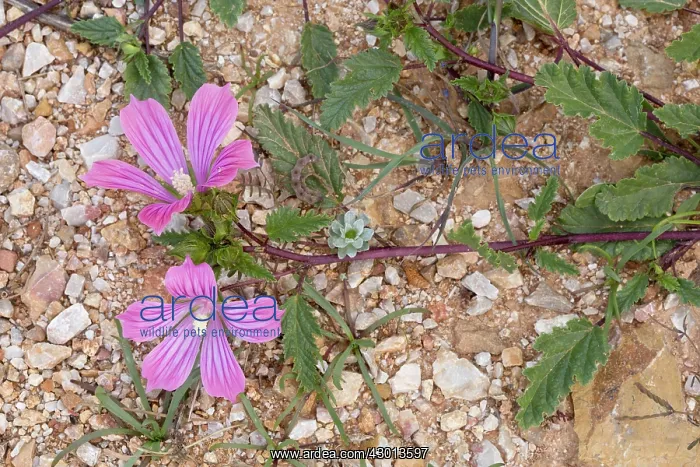  : Malope malacoides in flower Chios, Greece