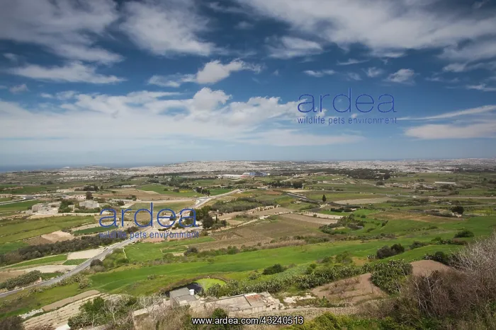 : Malta, Central, Mdina, Rabat, countryside : Malta, Central, Mdina, Rabat, countryside