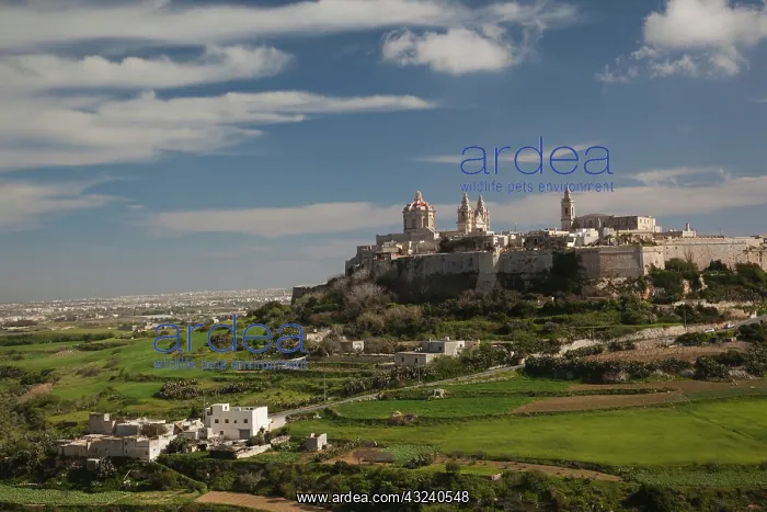 : Malta, Central, Mdina, Rabat, elevated town : Malta, Central, Mdina, Rabat, elevated town