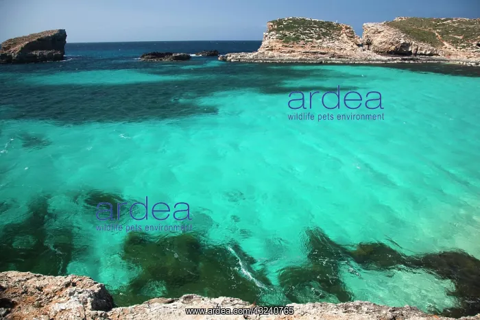 : Malta, Comino Island, The Blue Lagoon : Malta, Comino Island, The Blue Lagoon