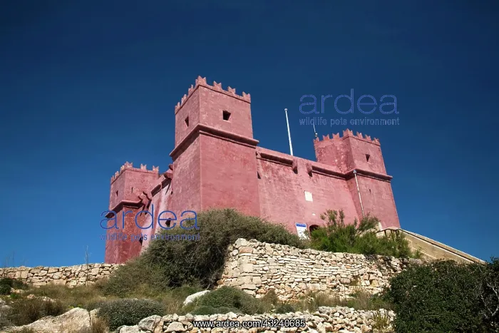 : Malta, Northwest Malta, Mellieha, Red Tower : Malta, Northwest Malta, Mellieha, Red Tower