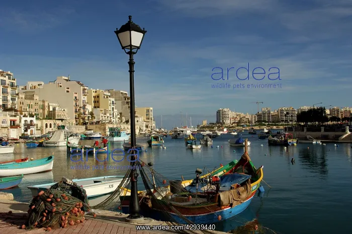 : Malta - Spinola Bay - once a thriving fishing port : Malta - Spinola Bay - once a thriving fishing port