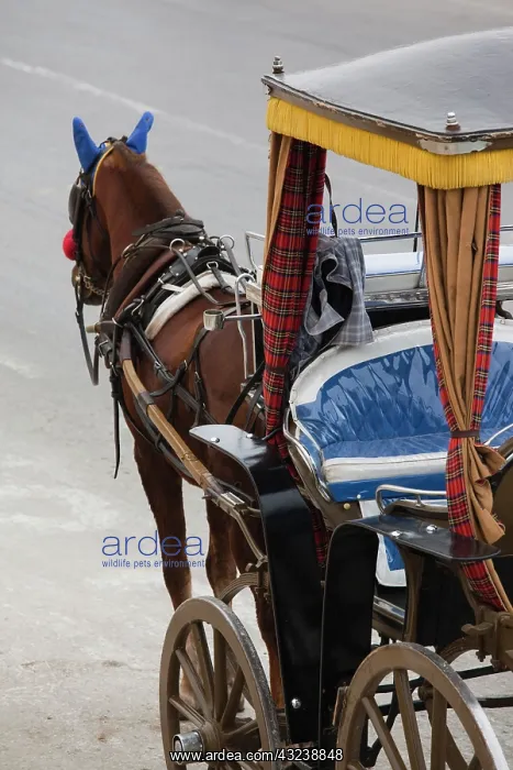 : Malta, Valletta, Floriana, horse carriages : Malta, Valletta, Floriana, horse carriages