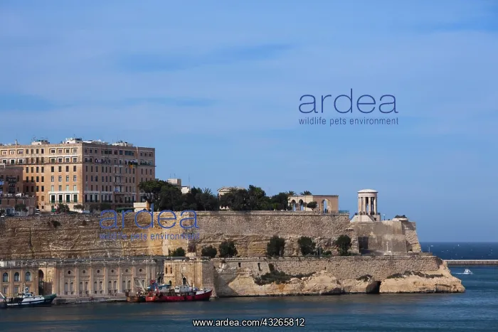 : Malta, Valletta, Senglea, L-Isla, view of : Malta, Valletta, Senglea, L-Isla, view of