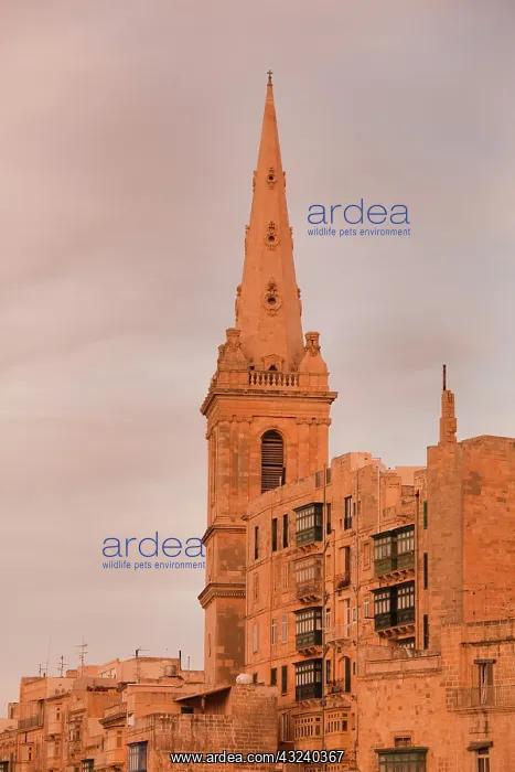 : Malta, Valletta, St. Paul's Anglican Cathedral : Malta, Valletta, St. Paul's Anglican Cathedral