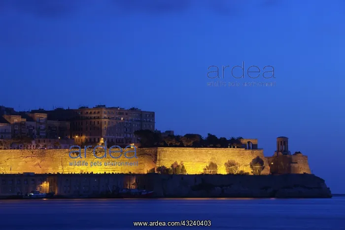 : Malta, Valletta, town view from Vittoriosa : Malta, Valletta, town view from Vittoriosa