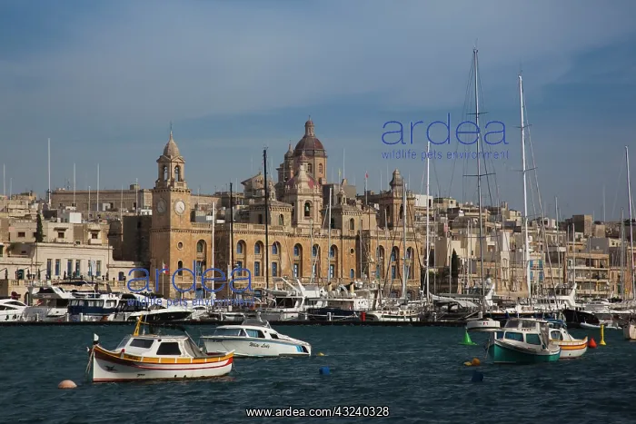 : Malta, Valletta, Vittoriosa, Birgu, marina : Malta, Valletta, Vittoriosa, Birgu, marina