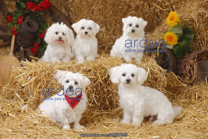 : Maltese : Maltese