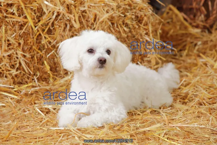 : Maltese dog lies in straw : Maltese dog lies in straw