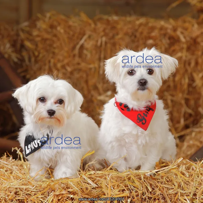  : Two Maltese dogs with scarf sitting in straw