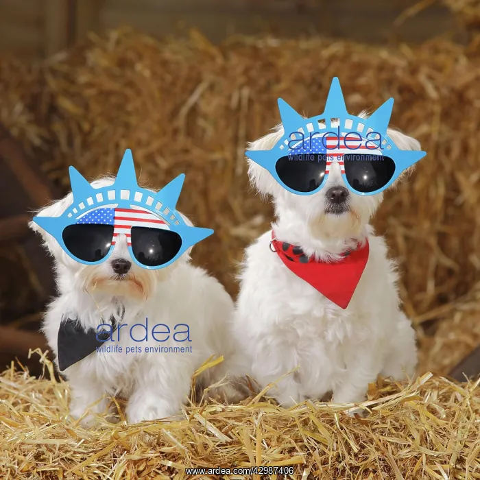 : Two Maltese dogs wearing American Statue of Liberty : Two Maltese dogs wearing American Statue of Liberty