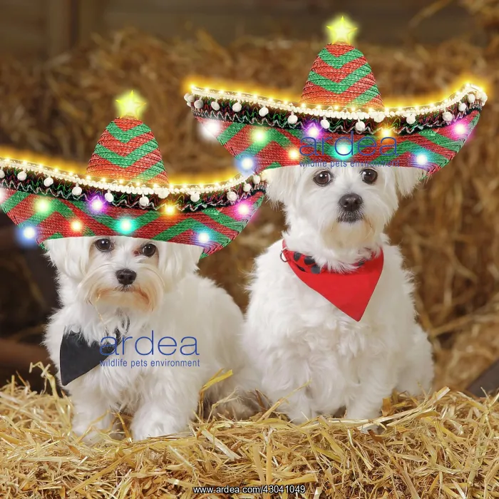 : Two Maltese dogs wearing Christmas sombreros : Two Maltese dogs wearing Christmas sombreros