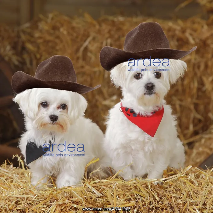  : Two Maltese dogs wearing cowboy hats with scarves